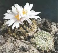 Ариокарпус Кочубея разн. белоцветковый