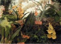 Catasetum pileatum и другие орхидеи Южной Америки