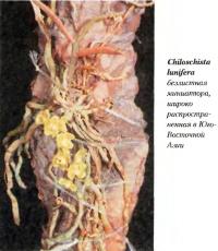 Chiloschista lunifera - безлистная миниатюра