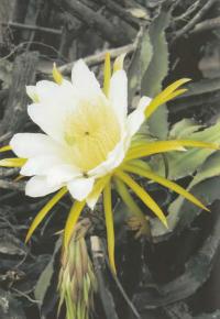 Цветок хилоцереуса волнистого