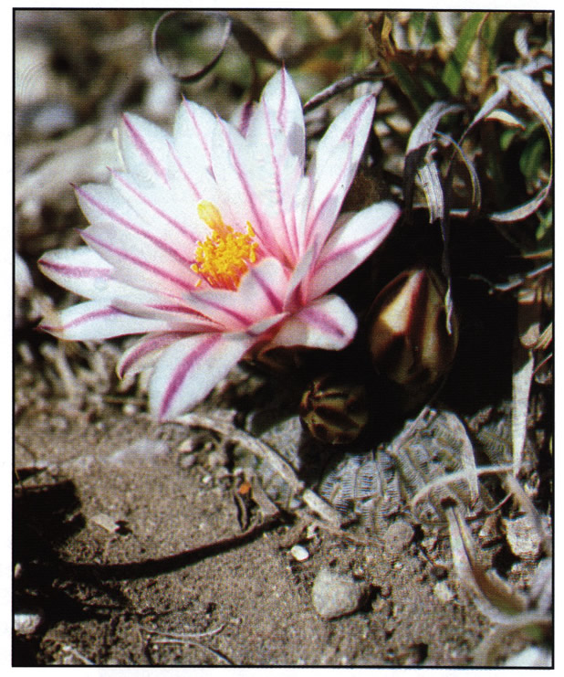 Цветущий экземпляр возле Льяно-де-Азас (Llano de Azuas), штат Тамаулипас