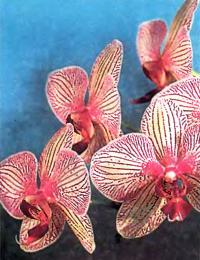 Цветы фаленопсиса гибридного по форме напоминают бабочку