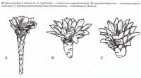 Формы цветков у кактусов
