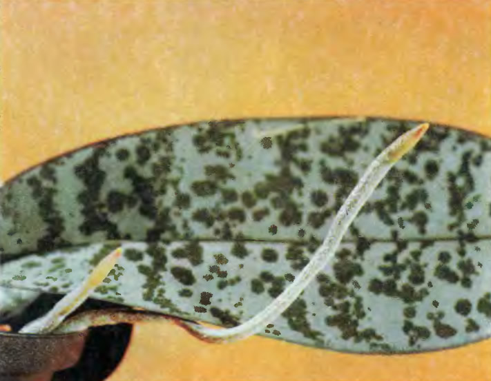 Листья и корни Phalaenopsis schillerana придают ему декоративность и без цветков
