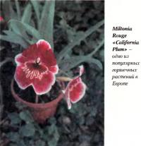 Miltonia Rouge «California Plum» - одно из популярных горшечных растений в Европе