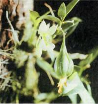 Миниатюрная орхидея Dendrobium olygophyllum с плодом