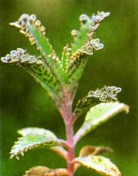 Молодые растения густо усеяли лист бриофиллюма