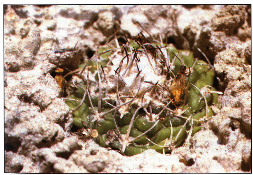Наиболее густо околюченное растение у Лас-Таблас (Las Tablas)