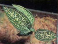 Один из лучших клонов Ludisia discolor