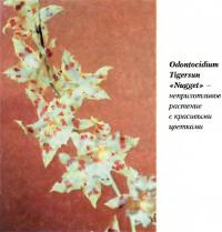 Odontocidium Tigersun «Nugget» - неприхотливое растение с красивыми цветками