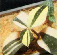 Орхидея Anoectochilus koshunensis var. variegata