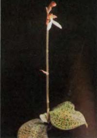 Орхидея Anoectochilus sikkimensis
