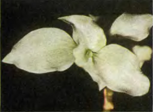 Орхидея Cheirostylis chinensis