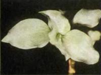 Орхидея Cheirostylis chinensis