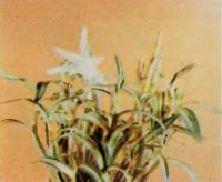 Орхидея Dendrobium moniliforma «Bonikida»