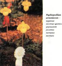 Орхидея Paphiopedilum armeniacum