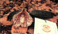 Орхидея Paphiopedilum bellatulum ВМ/9ЕОС