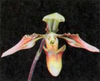 Орхидея Paphiopedilum buttenianum