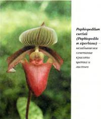 Орхидея Paphiopedilum curtisii (Paphiopedilu m siperbiens)