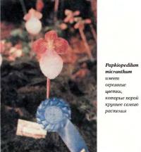 Орхидея Paphiopedilum micranthum
