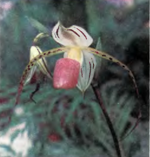 Орхидея Paphiopedilum stonei