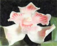 Орхидея Pescatorea lehmanni