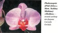 Орхидея Phalaenopsis (Pink Zehra х Mem. Yoshina Mishima) «Sheldon»