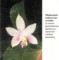 Орхидея Phalaenopsis violacea var. coerulea