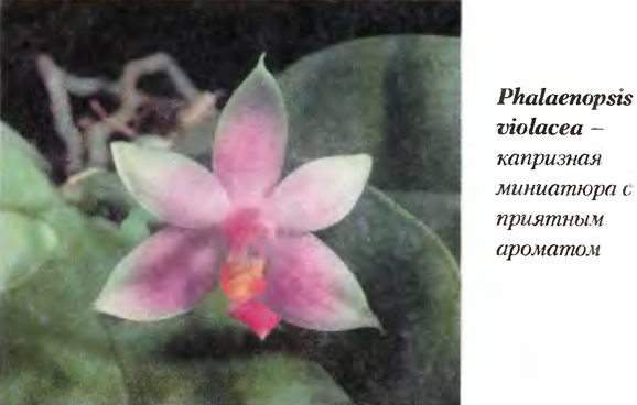 Орхидея Phalaenopsis violacea