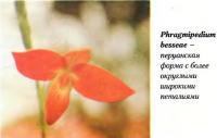 Орхидея Phragmipedium besseae