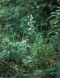 Орхидея Platanthera bifolia