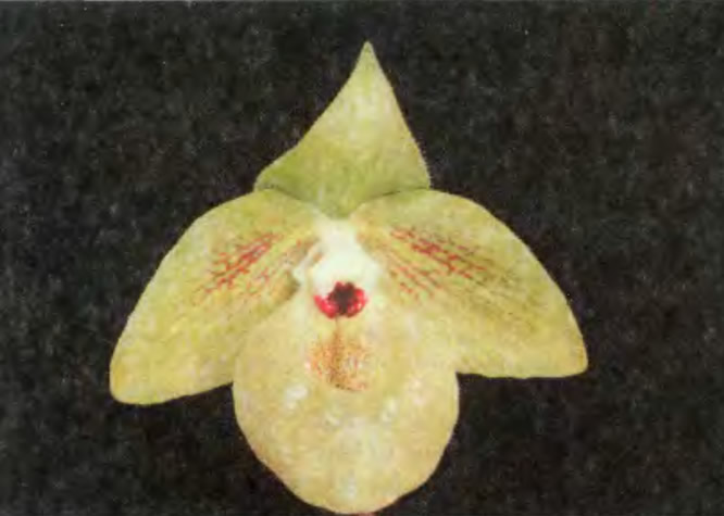 Paphiopedilum mattpoense — «Китайский башмачок» с фруктово-кондитерским ароматом