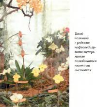 Полянка с редкими пафиопедилумами