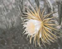 Селеницереус крупноцветковый
