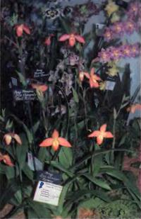Современные гибриды с участием Phragmipedium besseae