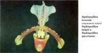 Старинный гибрид орхидея Paphiopedilum Leeanum