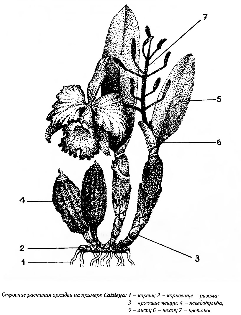 Строение растения орхидеи на примере Cattleya