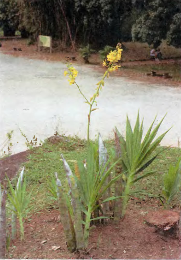 Типичная симподиальная наземная орхидея Cyrtopodium andersoni