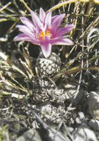 Турбиникарпус южногребенчатый разн. красноцветковый