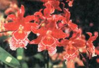 Vuylstekeara Cambria «Plush» FCC/RHS —  бестселлер орхидейных  ярмарок