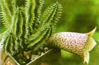 Близкая родственница стапелии — таварезия крупноцветковая