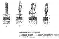 Черенкование кактусов