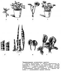 Черенкование комнатных цветов