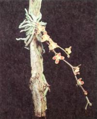Chiloschista lunifera —  очаровательная безлистная орхидея
