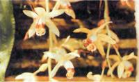 Coelogyne massangeana - прекрасное растение для начинающих
