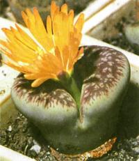 Цветет литопс глаудине