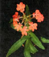 Цветки Habenaria rhodocheila необычны и ярки