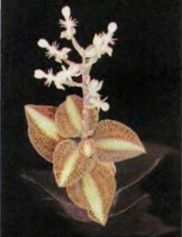 Цветущий Anoectochilus roxburghii