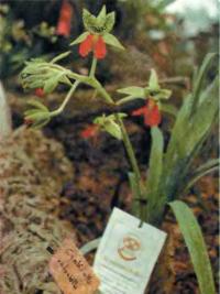 Cymbidiella rhodochila — редкая коллекционная орхидея