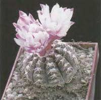 Гимнокалициум Рагонезе ф. розовоцветковый